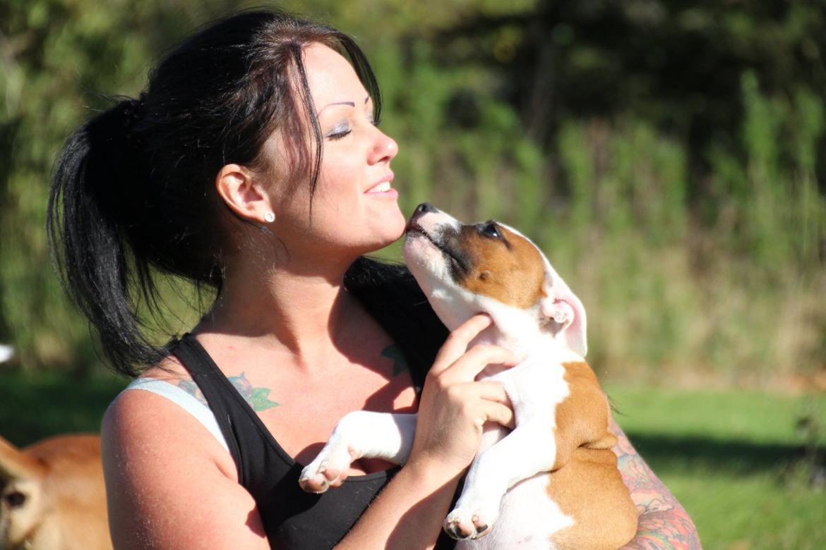 Staffordshire bull terrier * QT * billede 7