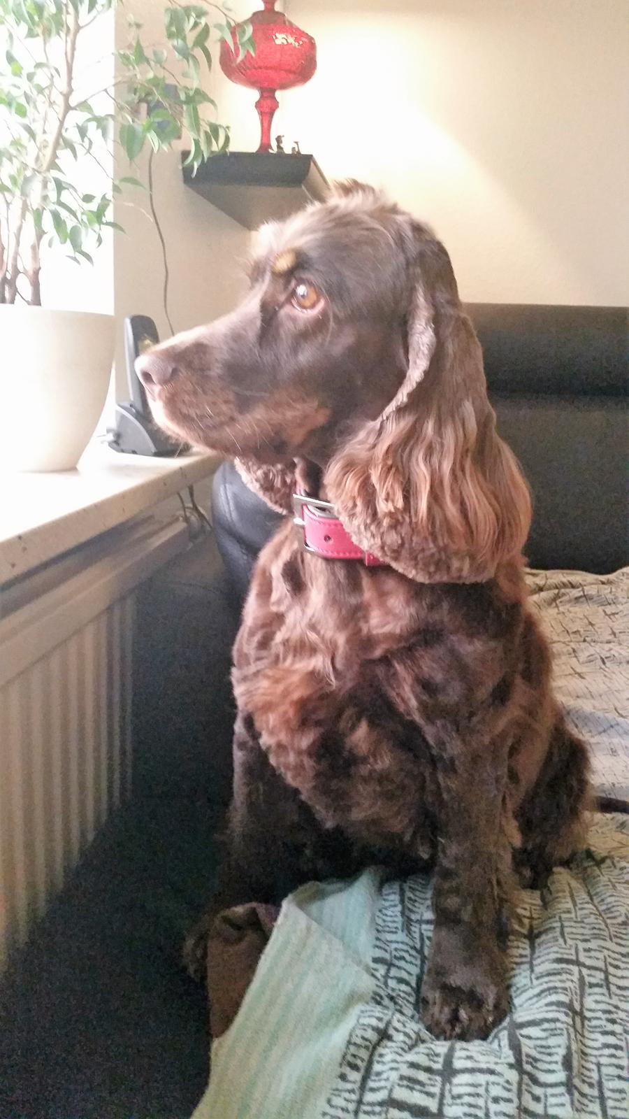 Cocker spaniel Bella Without words billede 7