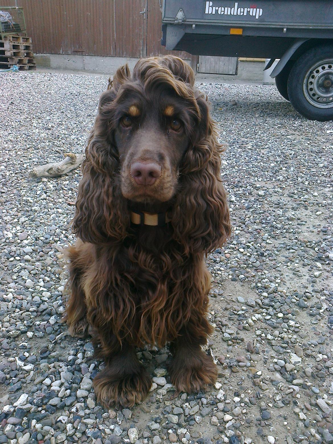 Cocker spaniel Bella Without words billede 8