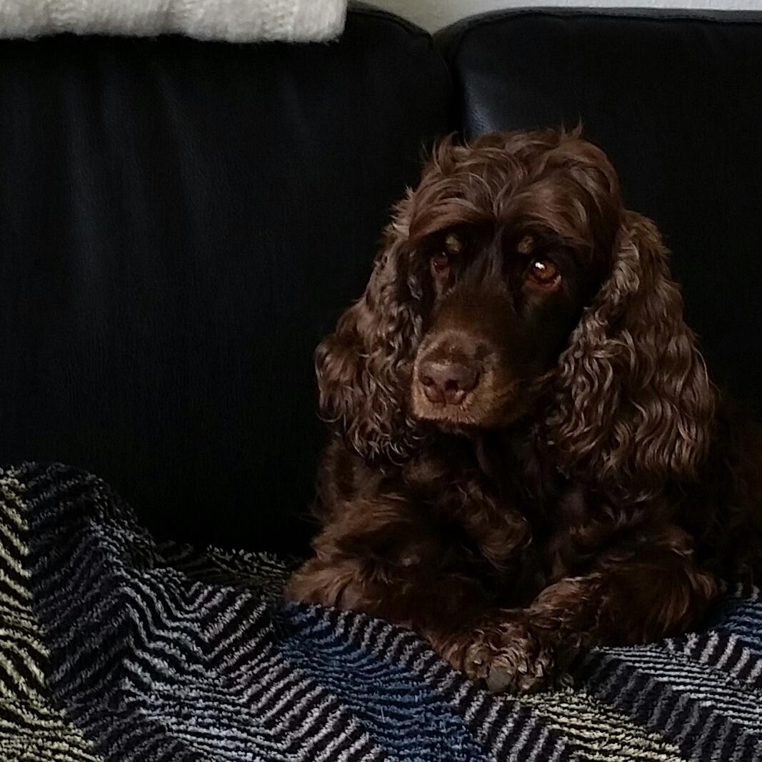 Cocker spaniel Bella Without words billede 9