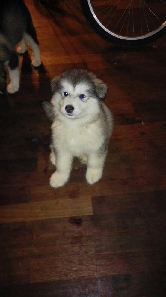 Alaskan malamute Cæsar billede 2