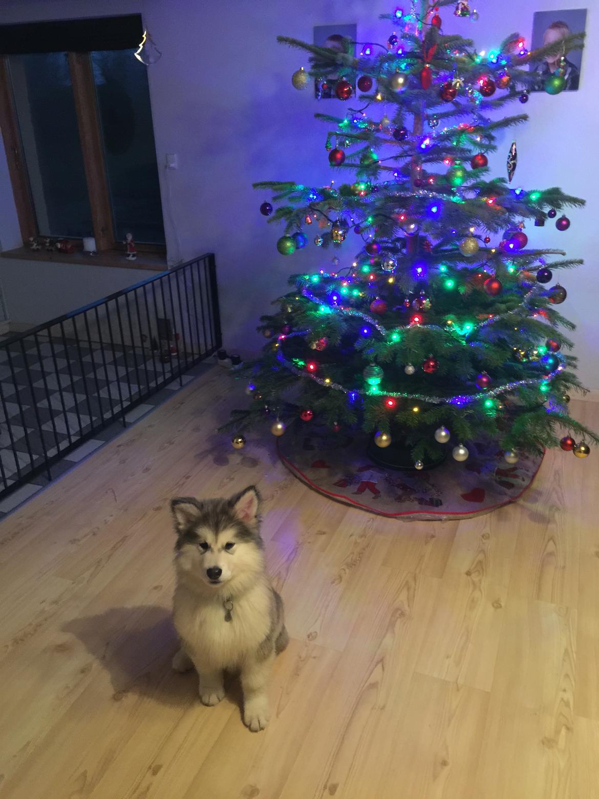 Alaskan malamute Cæsar billede 7