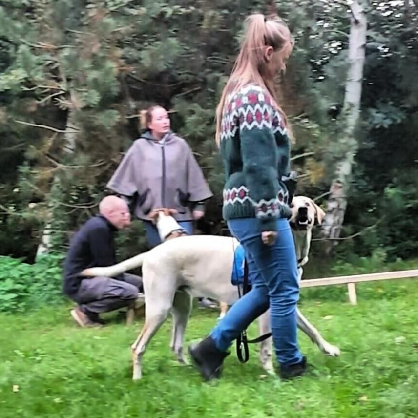 Blanding af racer Elvis *R.I.P* - Hundetræning 27/9-16 billede 38