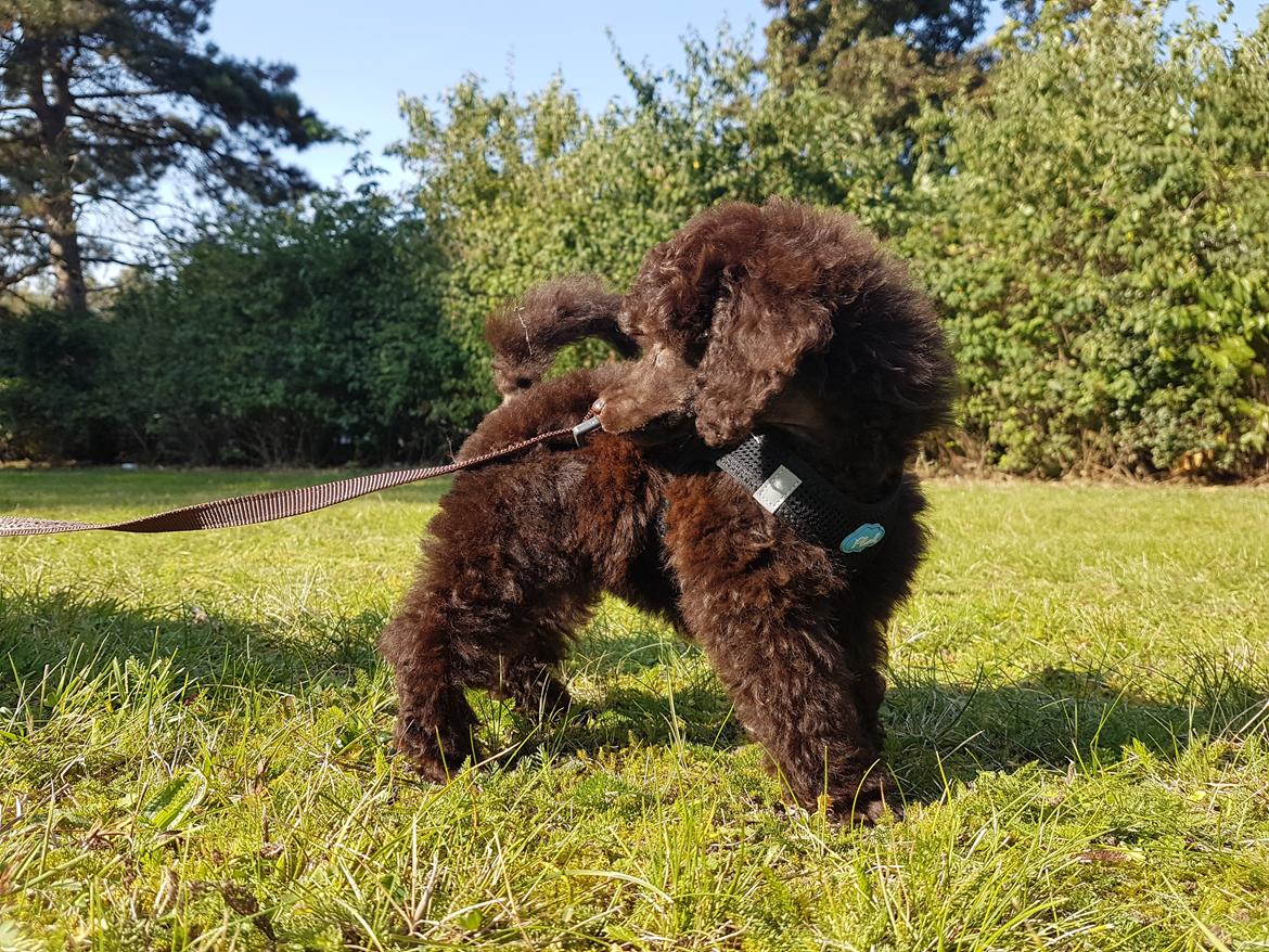 Dværgpuddel Orla  billede 9