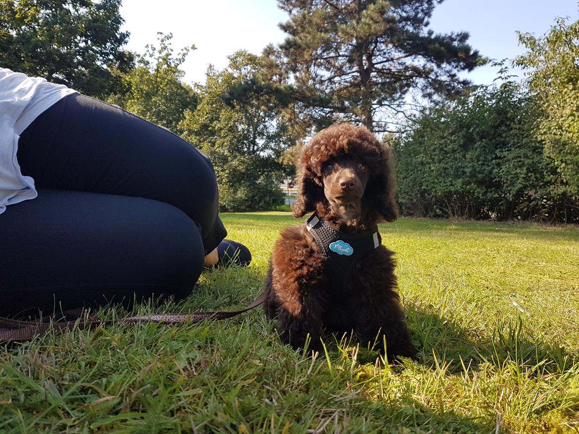 Dværgpuddel Orla  billede 11