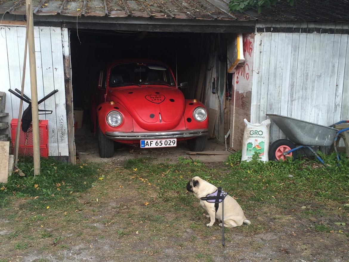 Mops Martha  billede 15