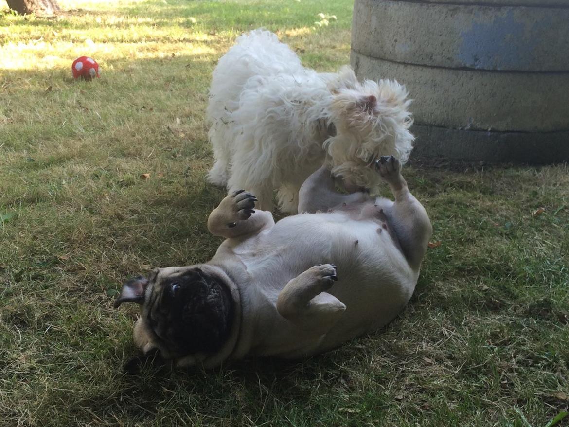 Mops Martha  billede 16