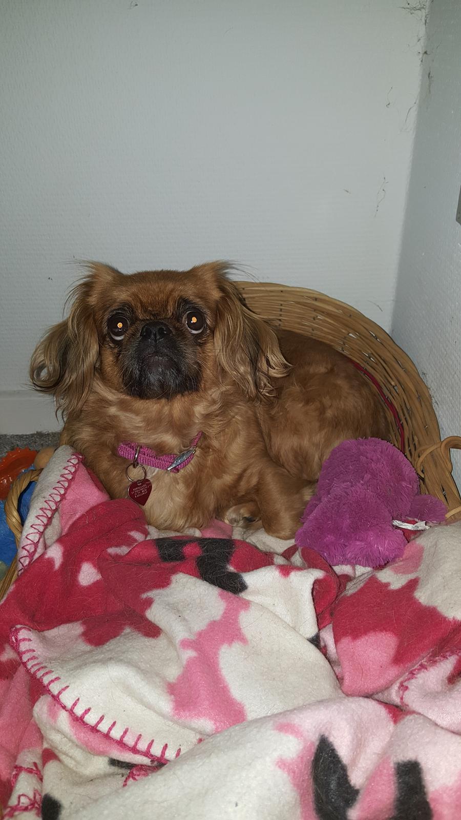 Pekingeser Lady - 28. september 2016 billede 26