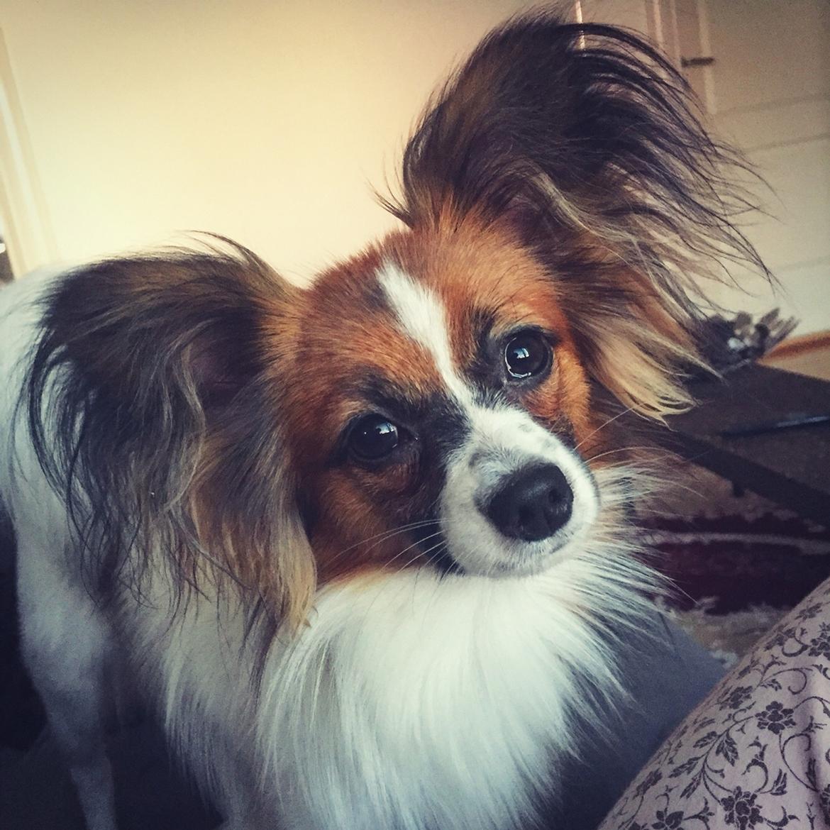 Papillon Nellie billede 40