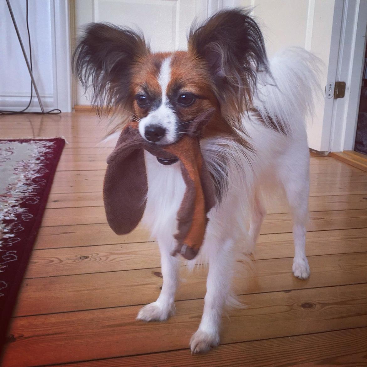 Papillon Nellie billede 41
