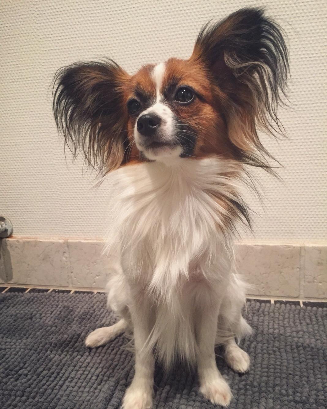Papillon Nellie billede 42