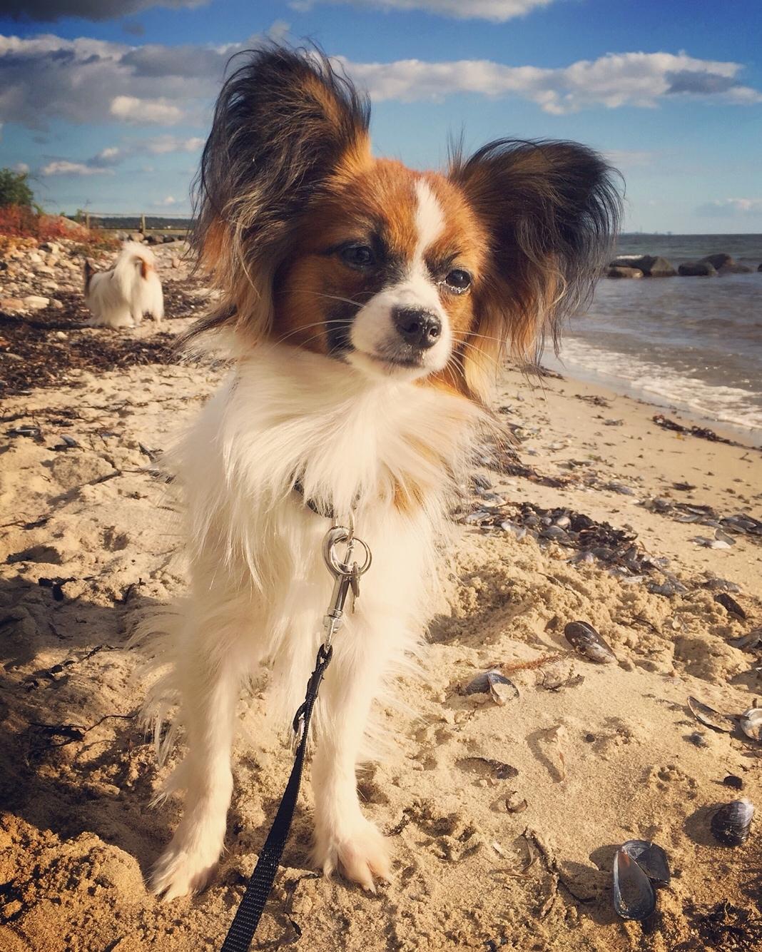 Papillon Nellie billede 43