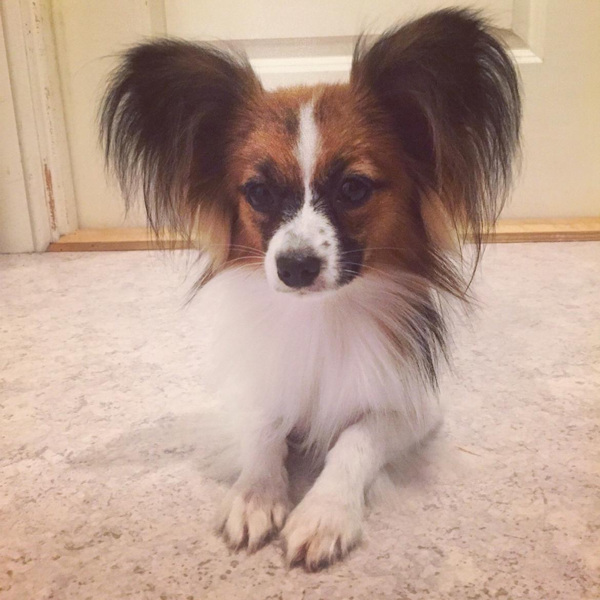 Papillon Nellie billede 44