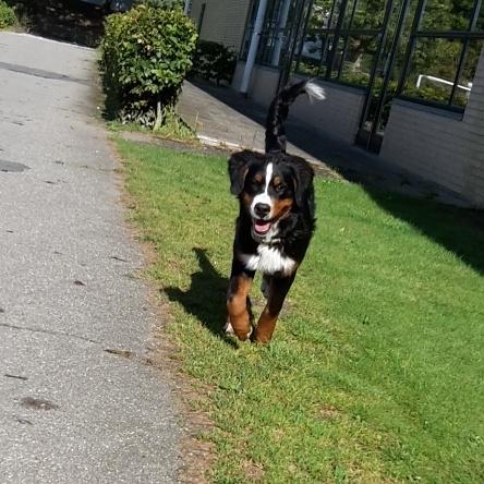 Berner sennenhund Dumle - Elsker det her billede ! billede 20