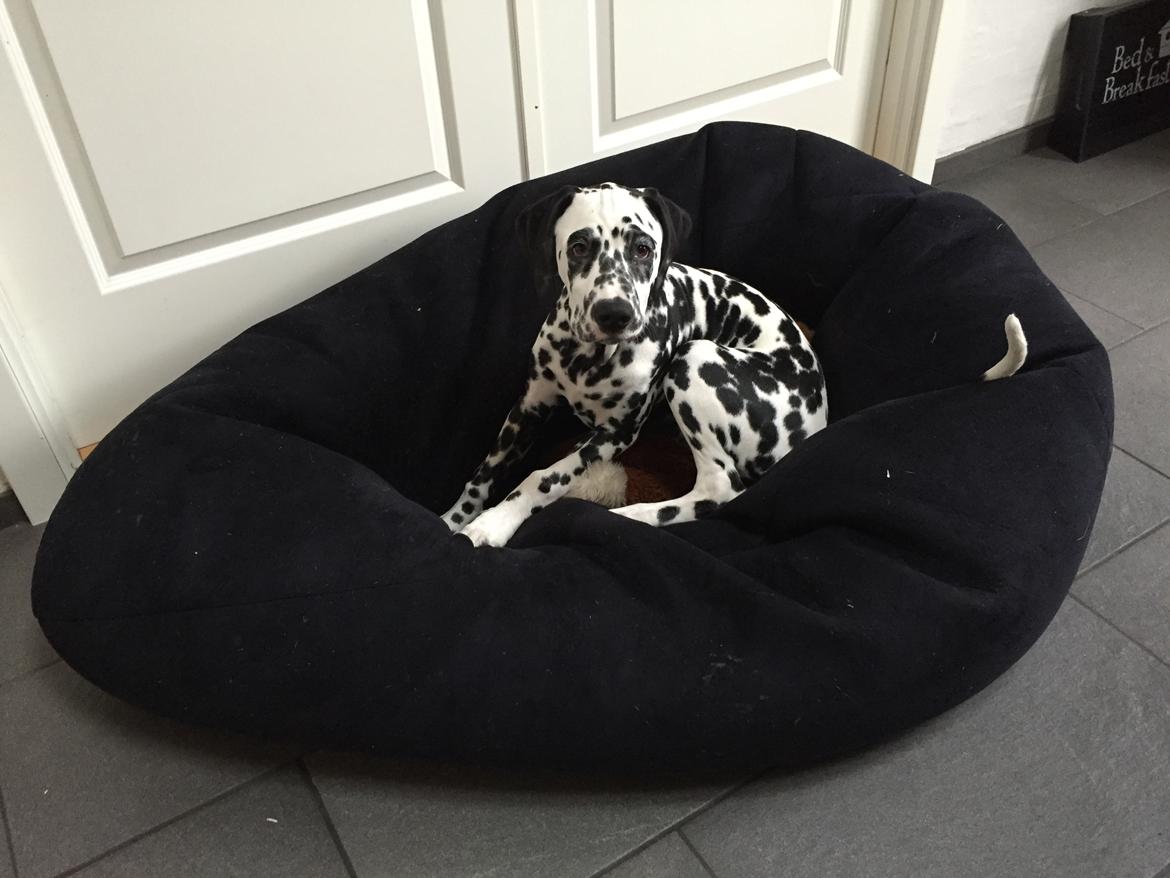 Dalmatiner Frihedens Tiara (Lucca) billede 3