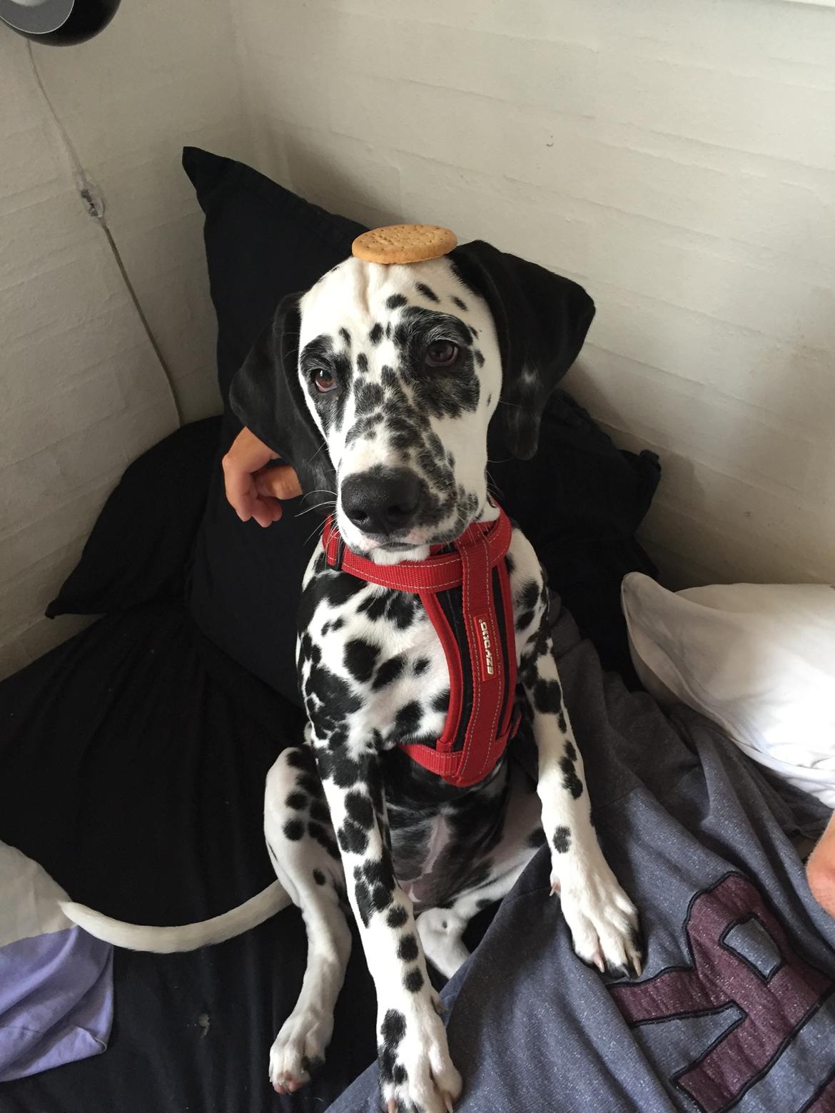 Dalmatiner Frihedens Tiara (Lucca) billede 6