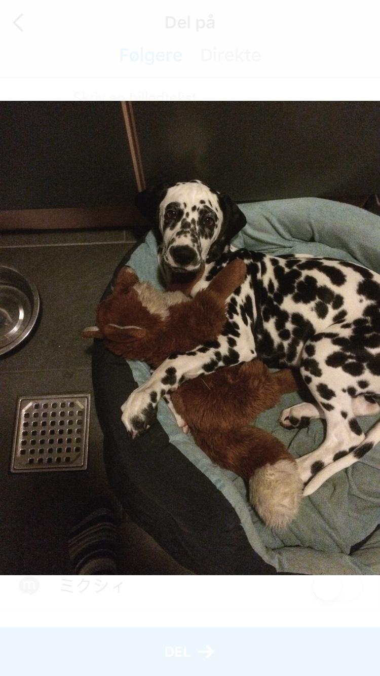 Dalmatiner Frihedens Tiara (Lucca) billede 7