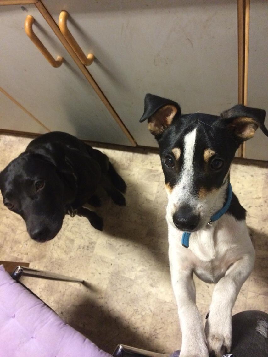 Dansk svensk gaardhund Ezio billede 24