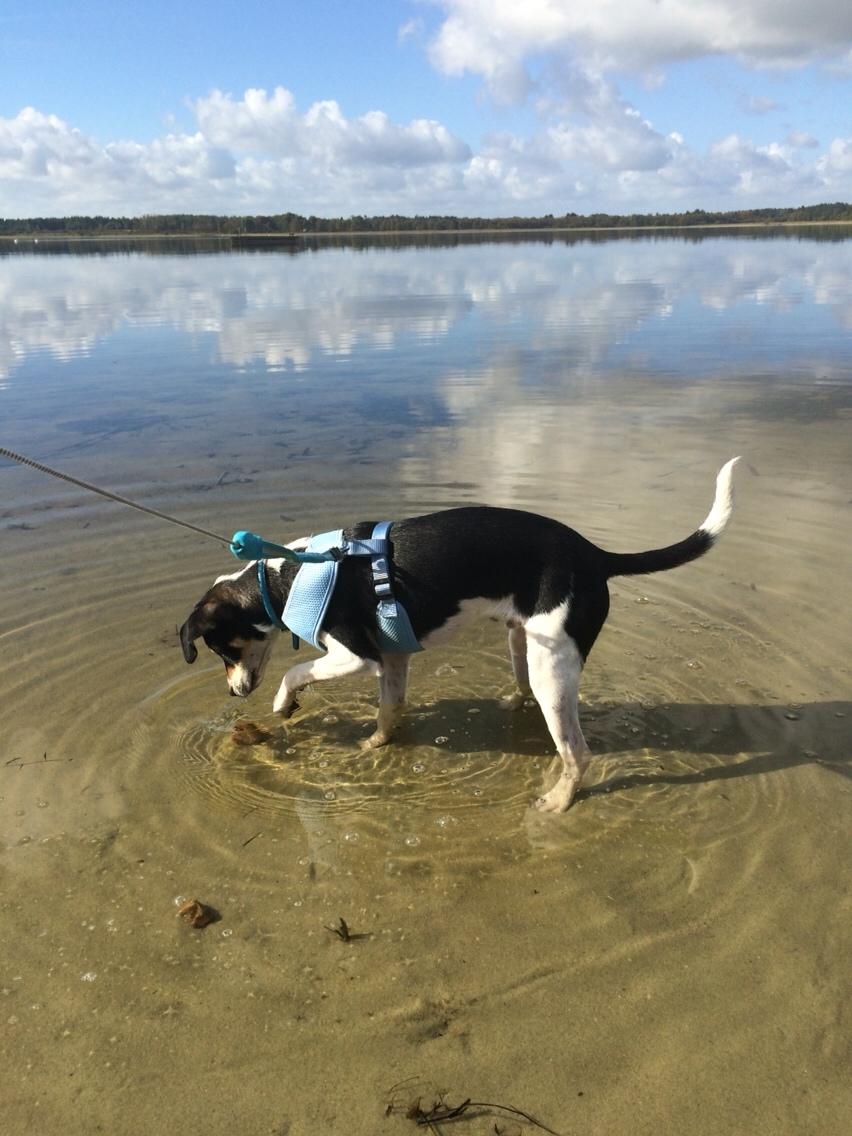 Dansk svensk gaardhund Ezio billede 25