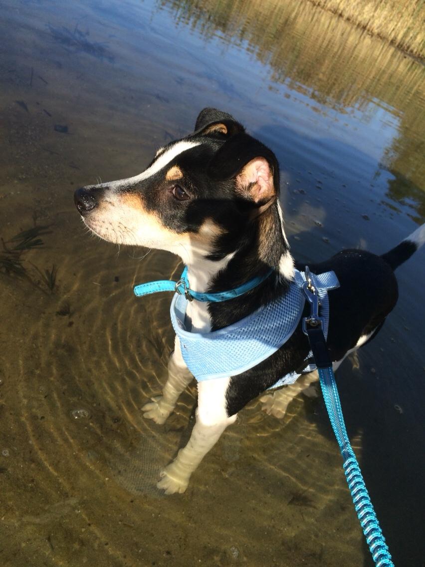 Dansk svensk gaardhund Ezio billede 26