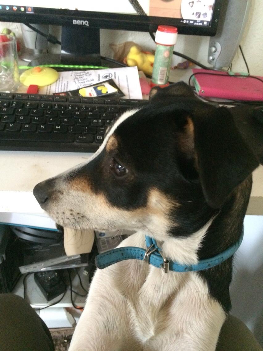 Dansk svensk gaardhund Ezio billede 27