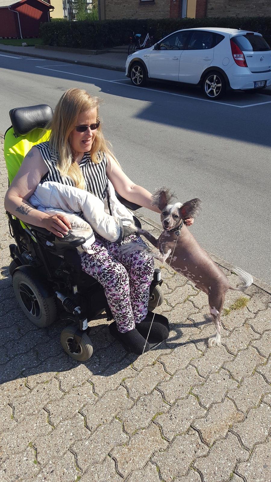 Chinese crested hårløs Spooky billede 39