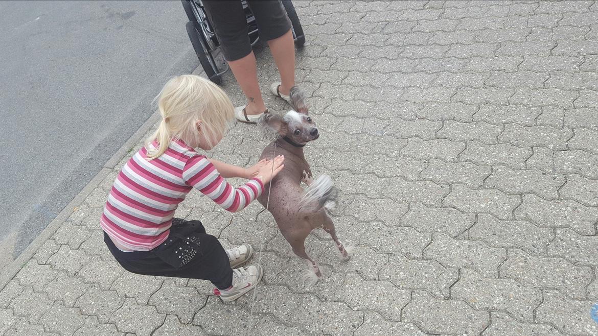 Chinese crested hårløs Spooky billede 42