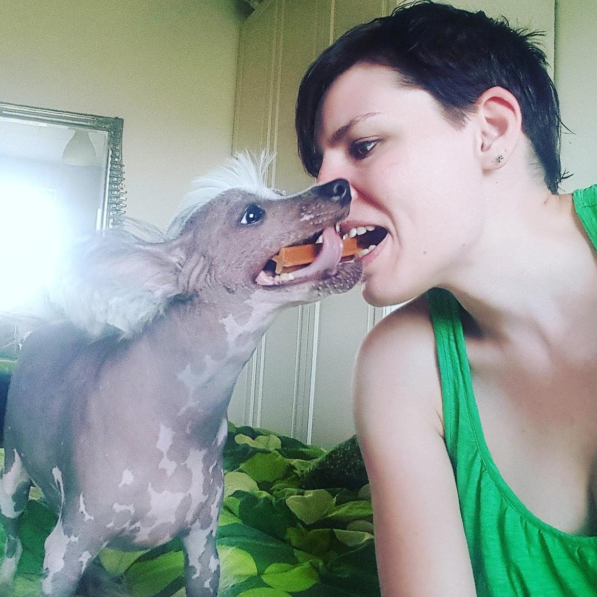 Chinese crested hårløs Spooky billede 18