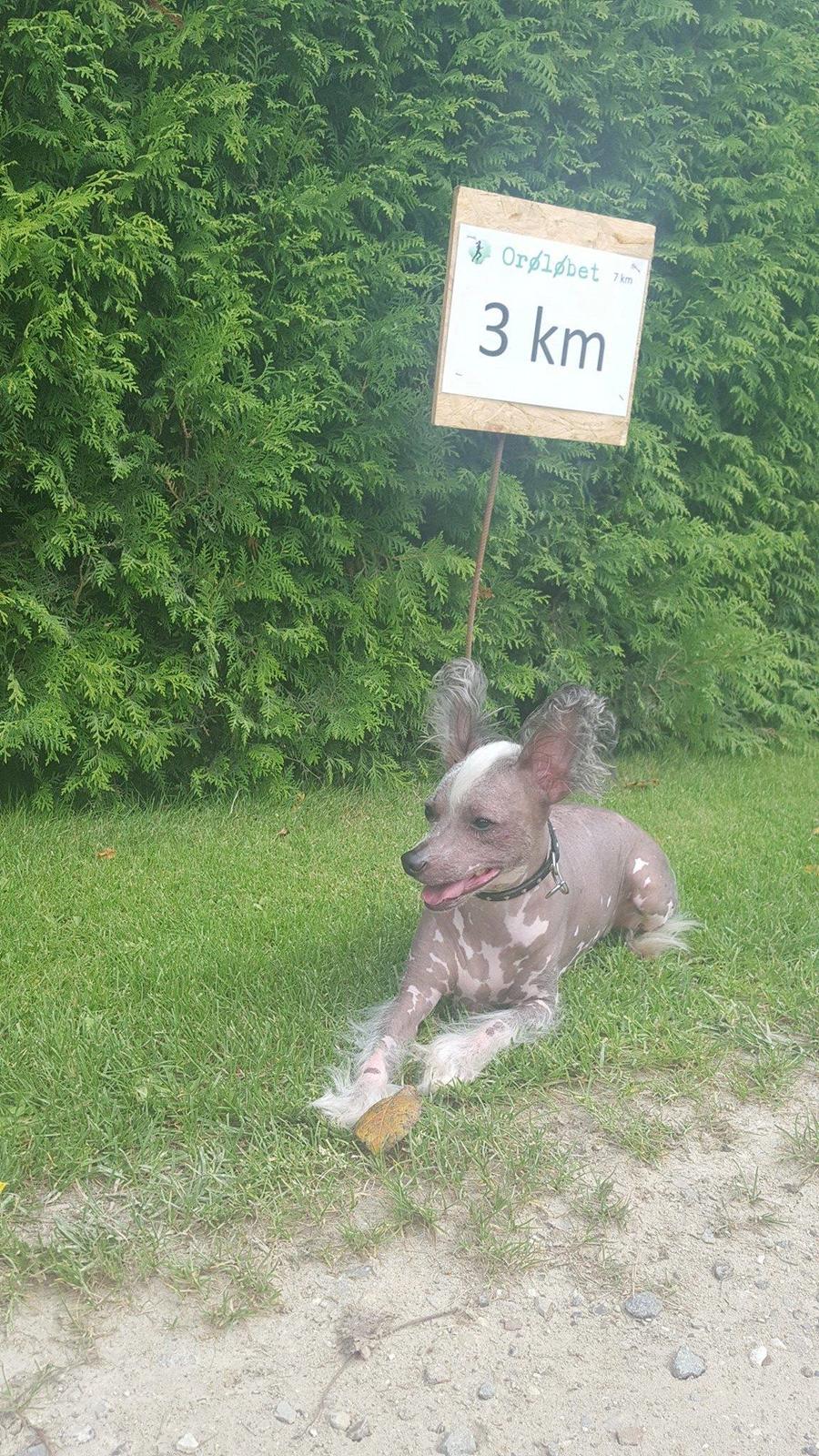 Chinese crested hårløs Spooky billede 40