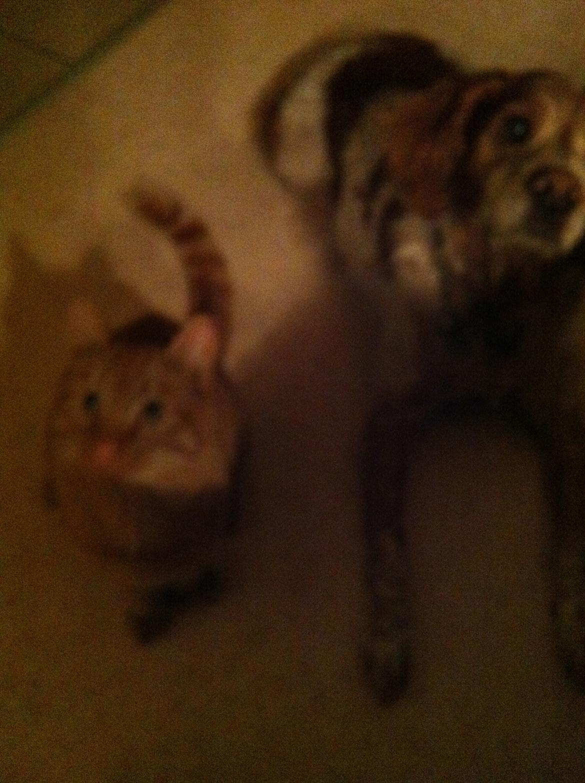 Breton Chiko billede 24