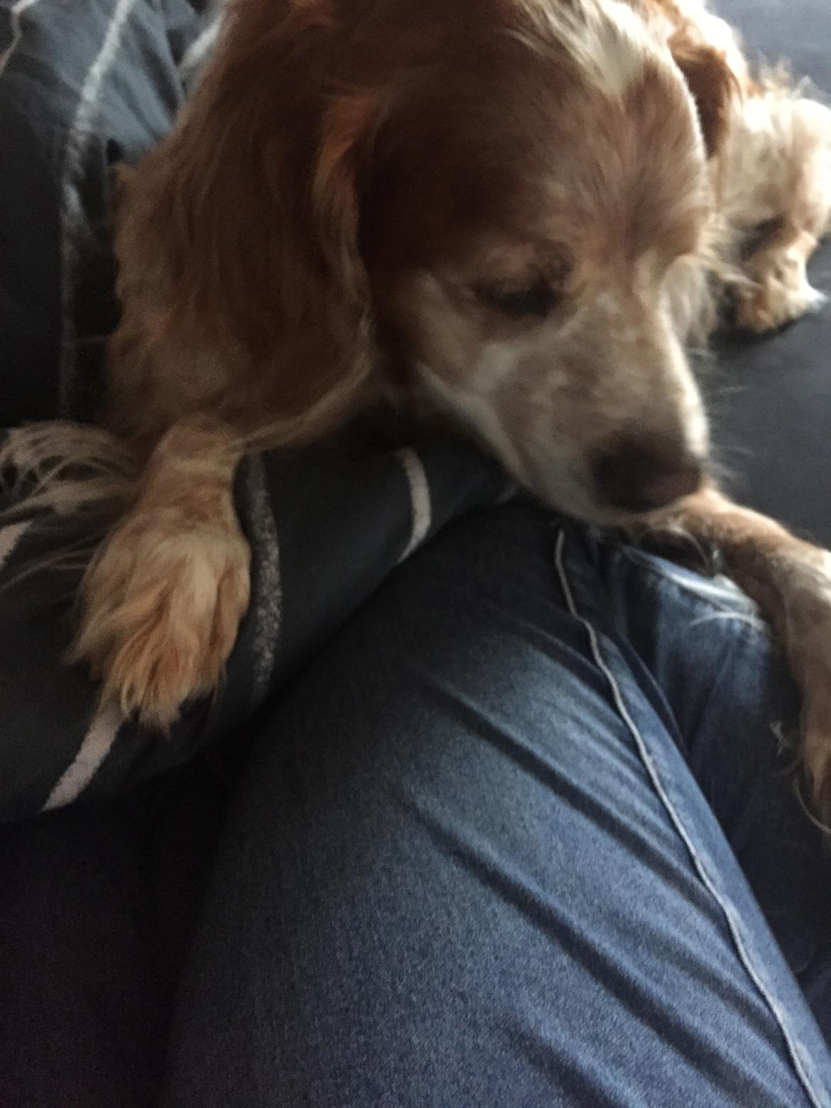 Breton Chiko billede 25