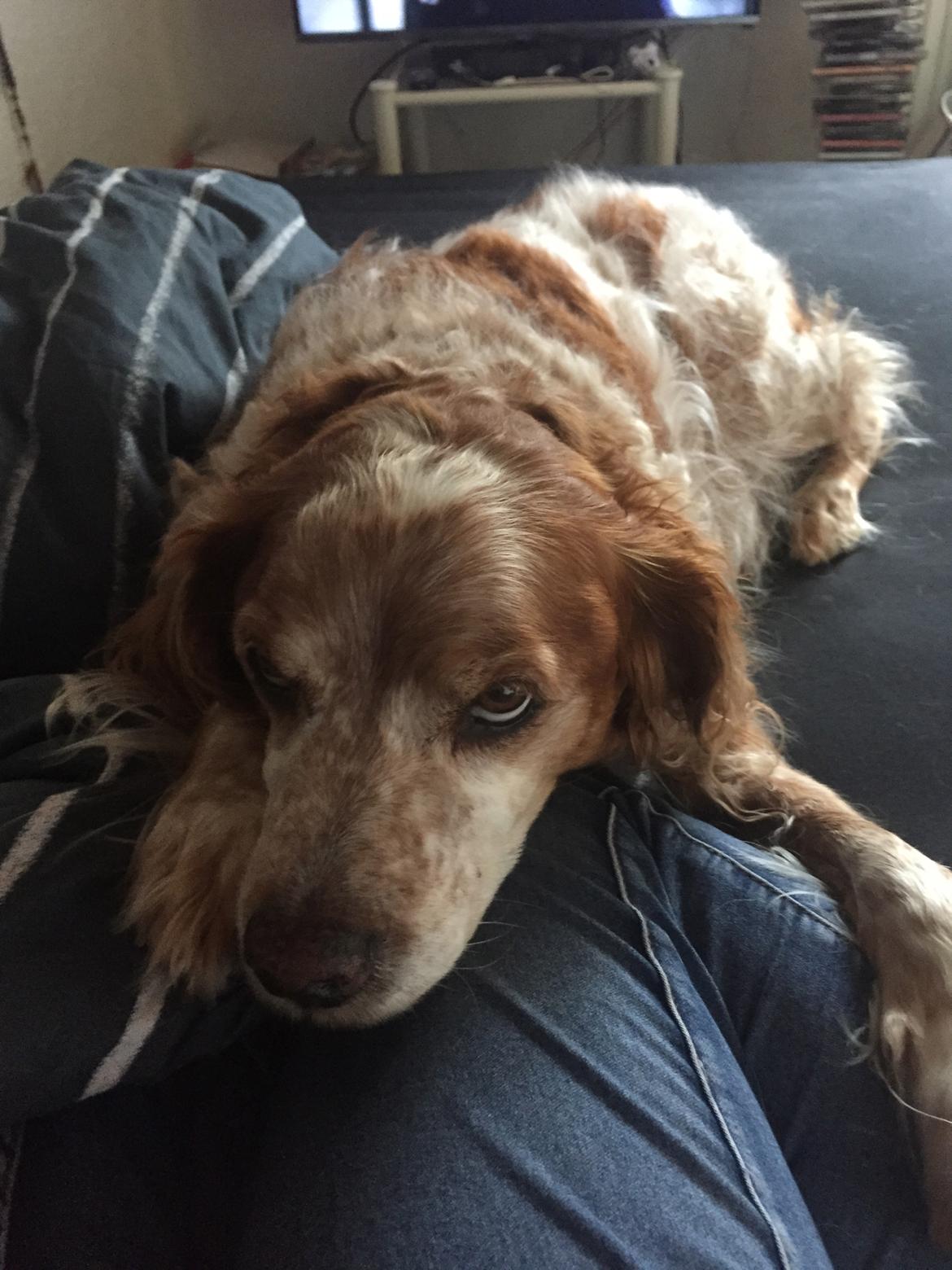 Breton Chiko billede 26