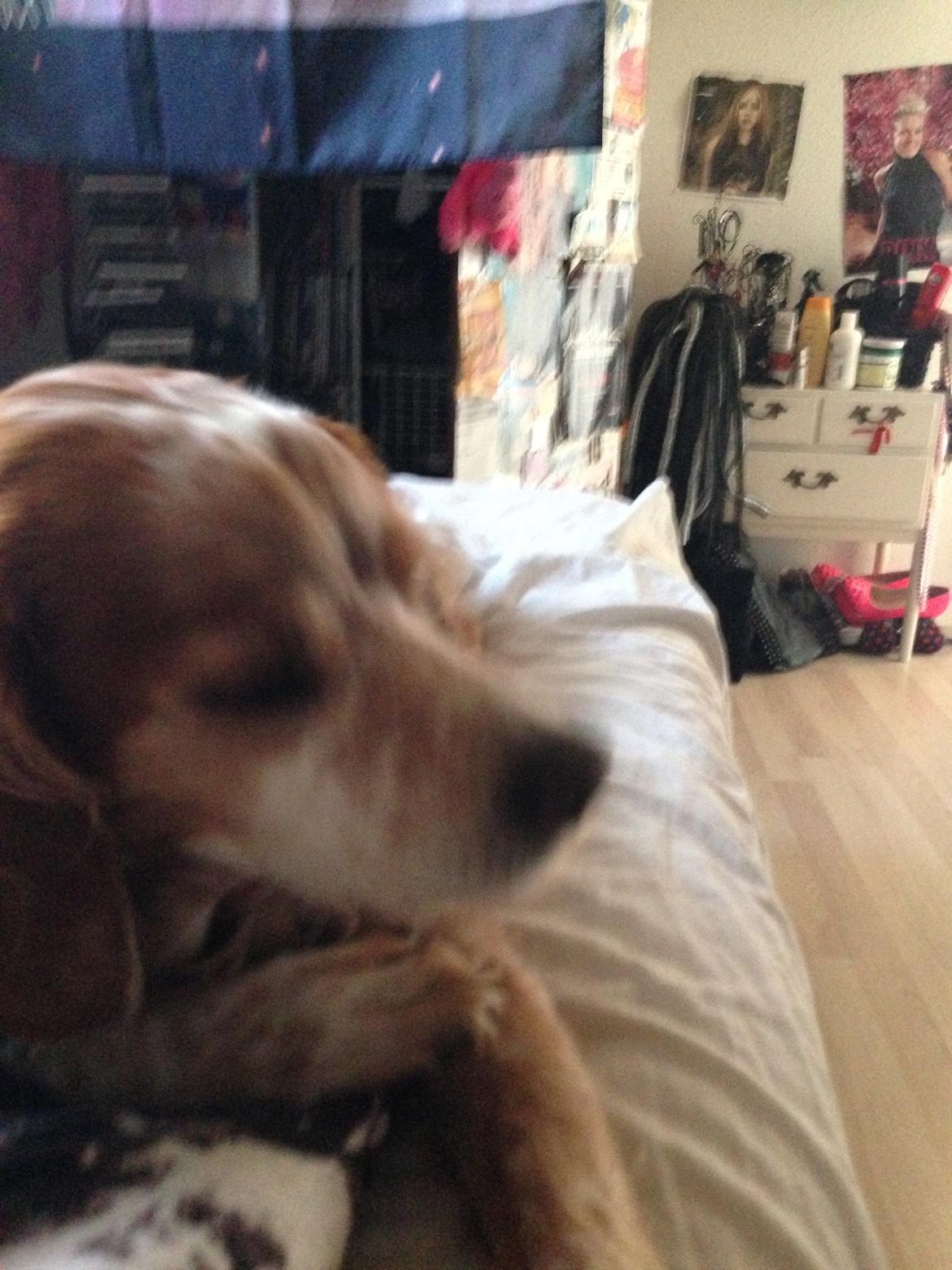 Breton Chiko billede 27