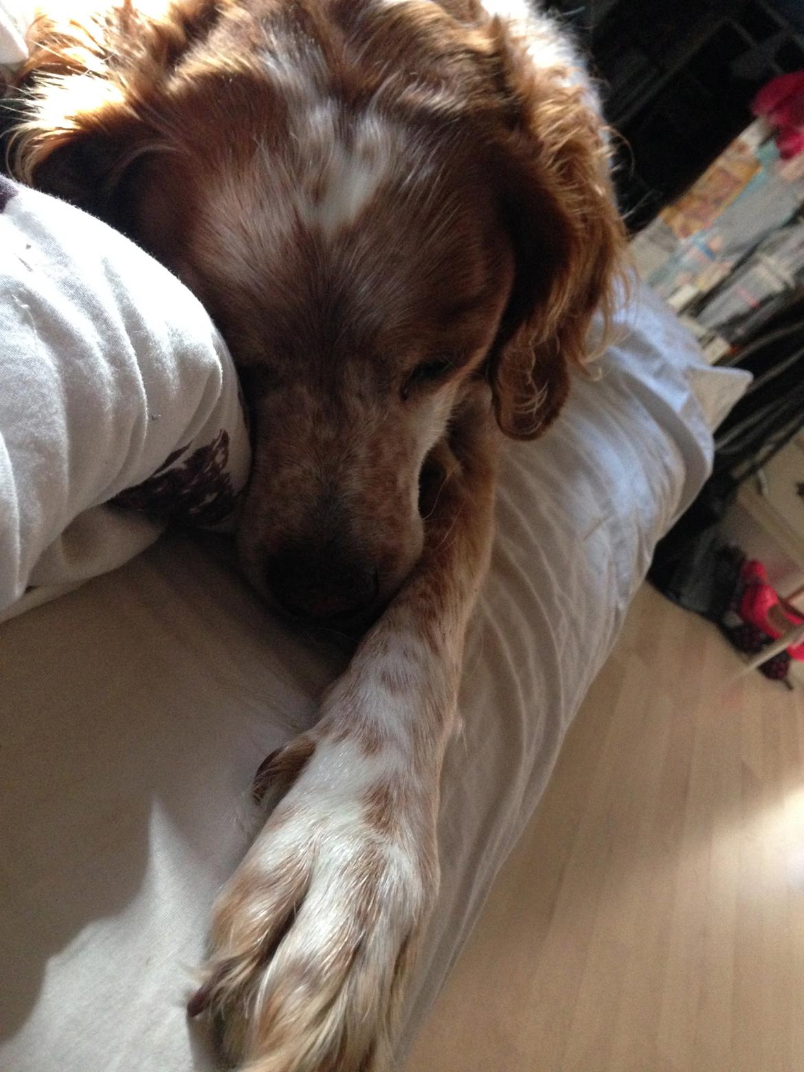 Breton Chiko billede 28