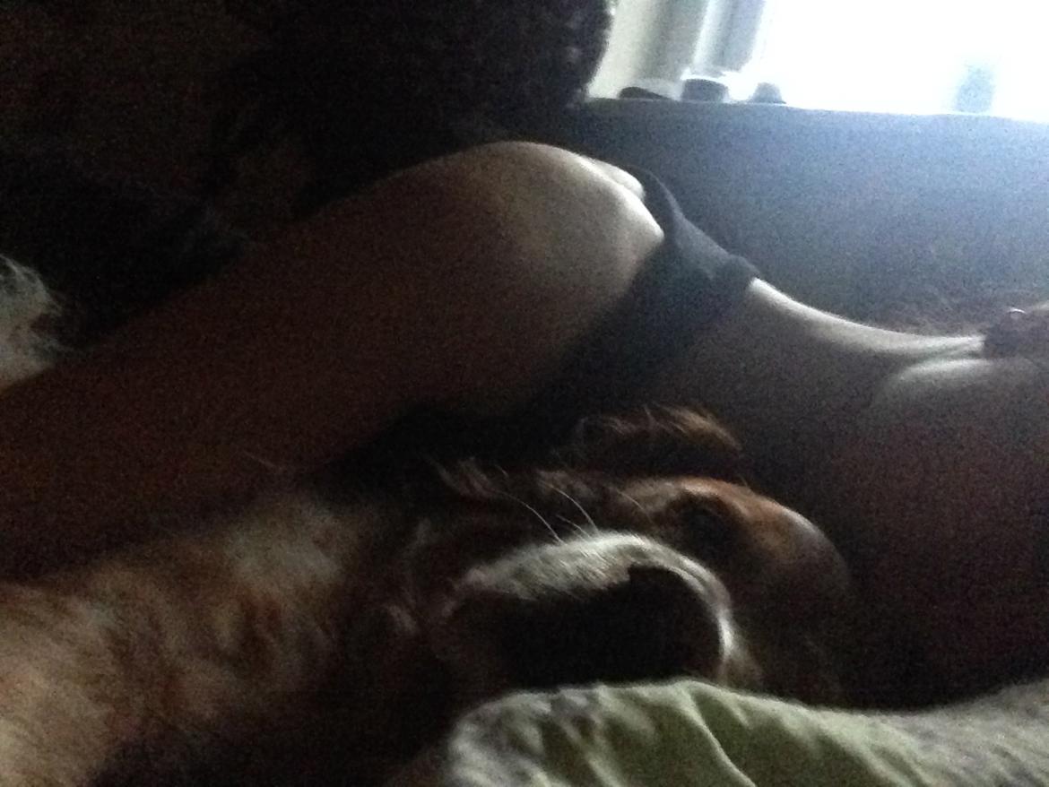 Breton Chiko billede 30