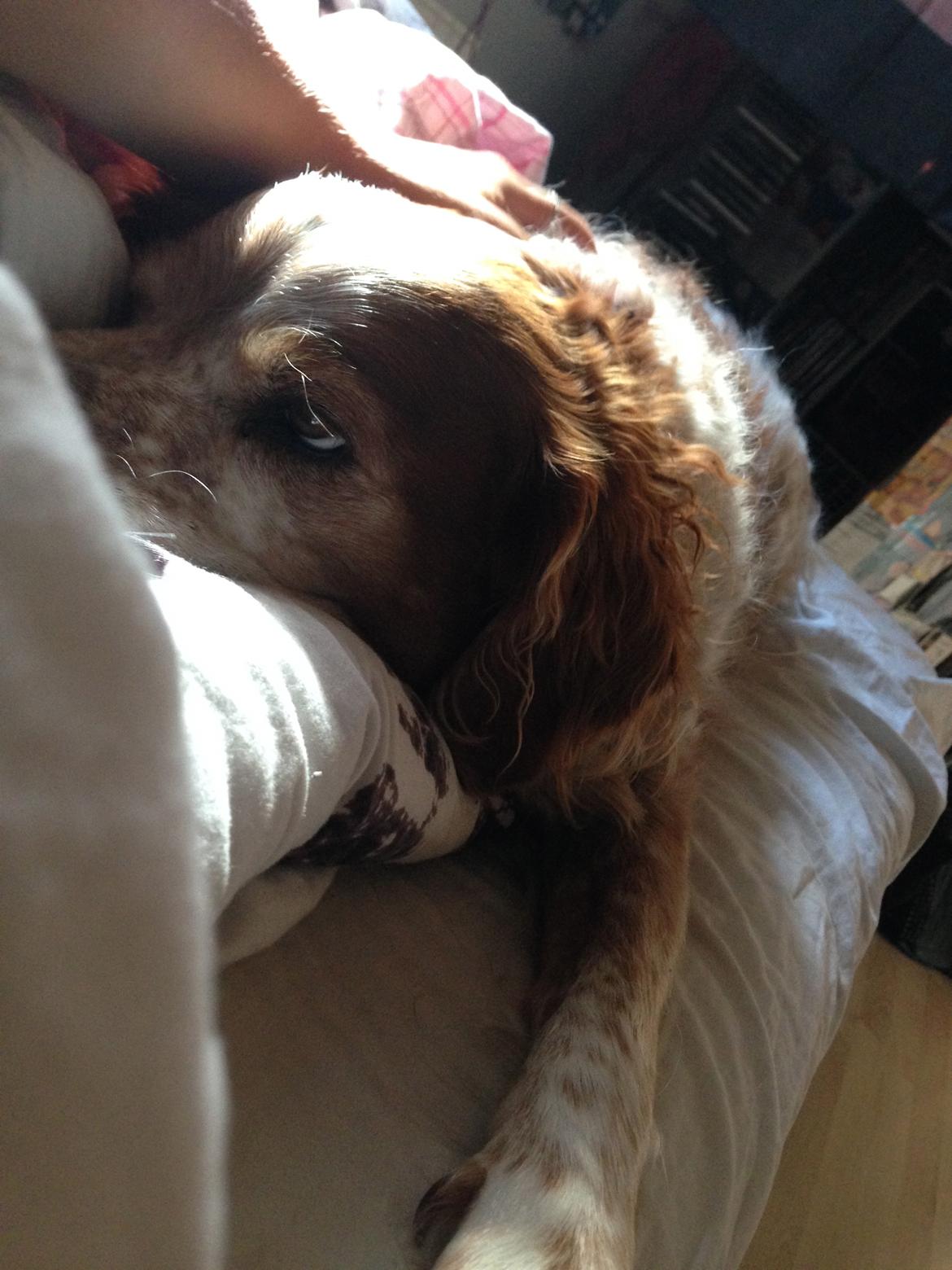 Breton Chiko billede 29