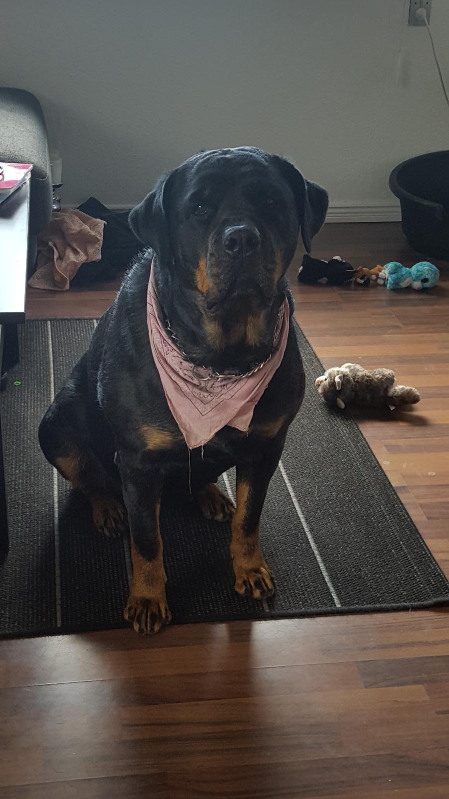 Rottweiler Freja billede 21
