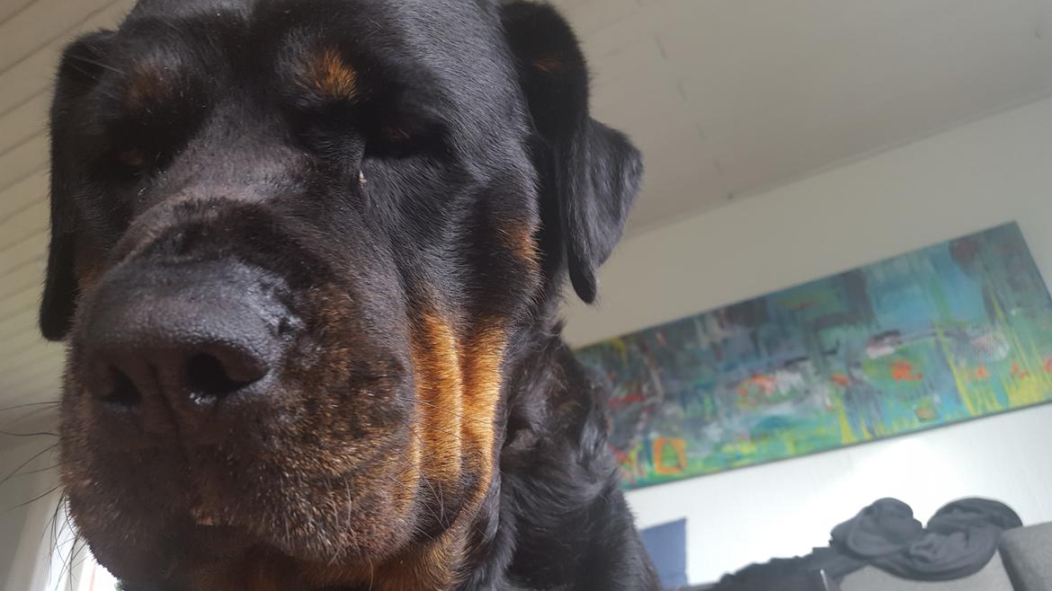 Rottweiler Freja billede 22