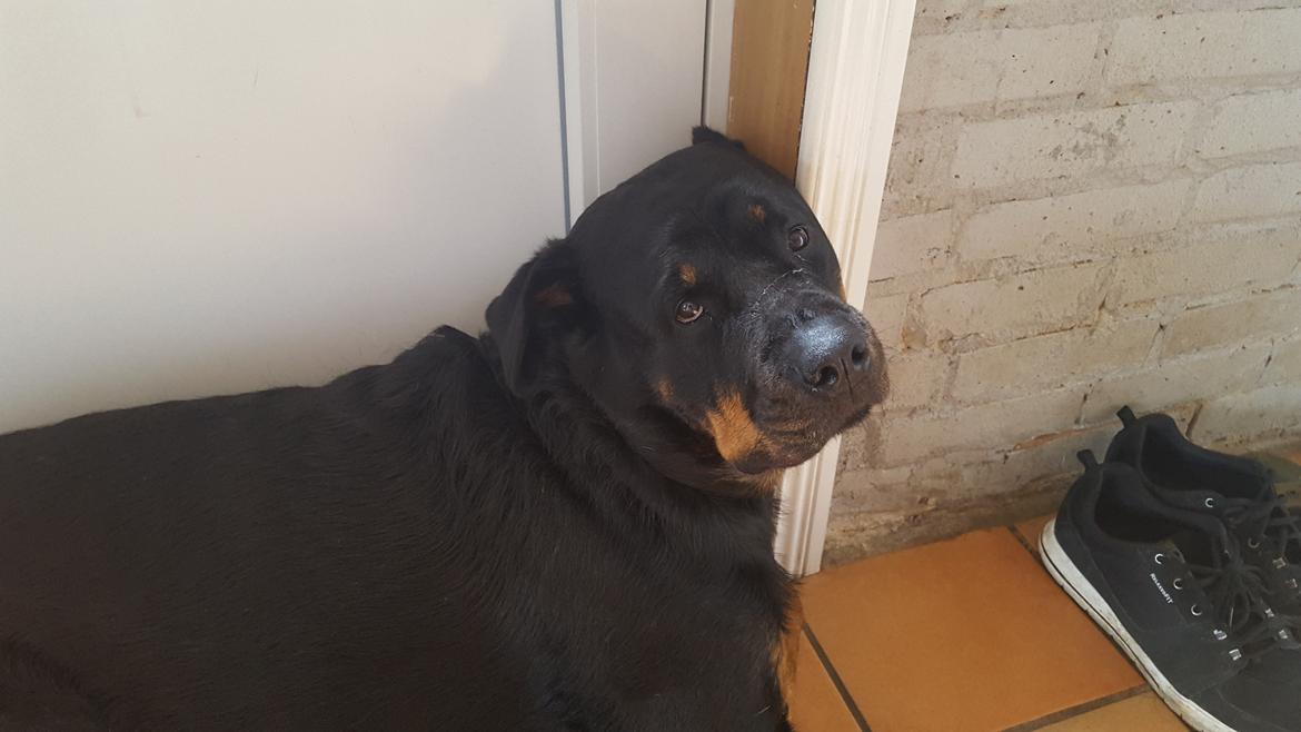 Rottweiler Freja billede 23