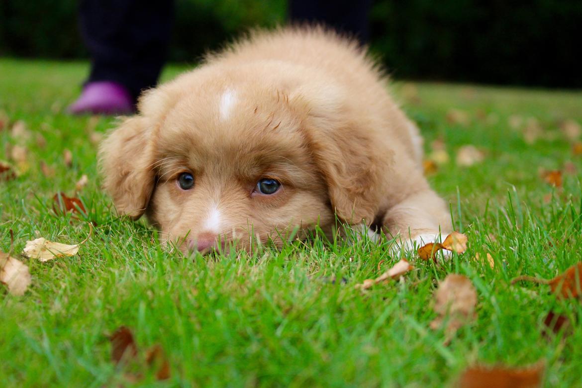 Nova scotia duck tolling retriever Springer Nova's Savanna Of Deye - 1/10 2016 billede 16