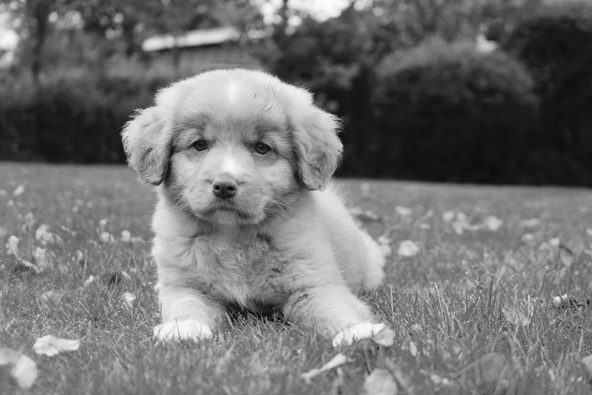 Nova scotia duck tolling retriever Springer Nova's Savanna Of Deye - 1/10 2016 billede 18