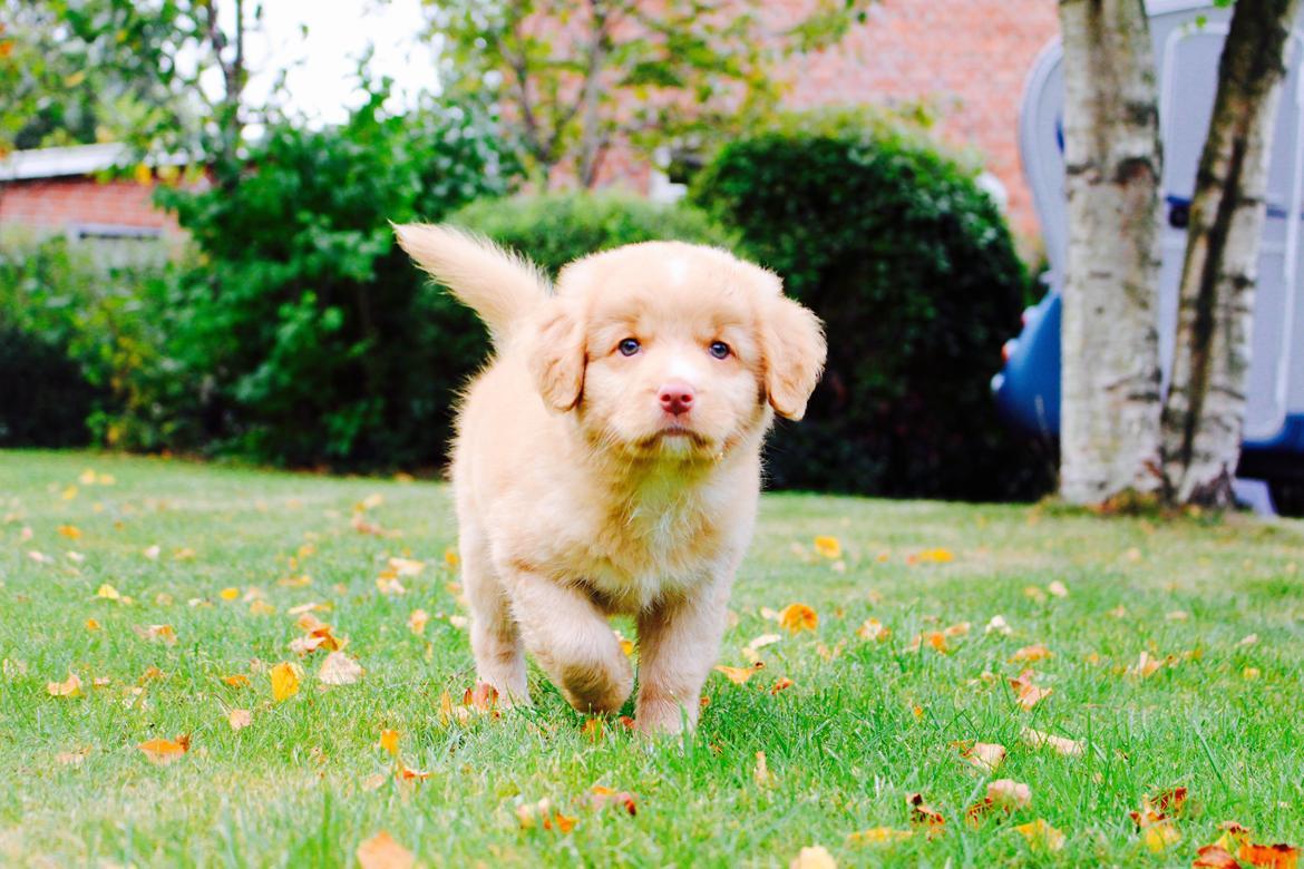 Nova scotia duck tolling retriever Springer Nova's Savanna Of Deye - 1/10 2016 billede 4