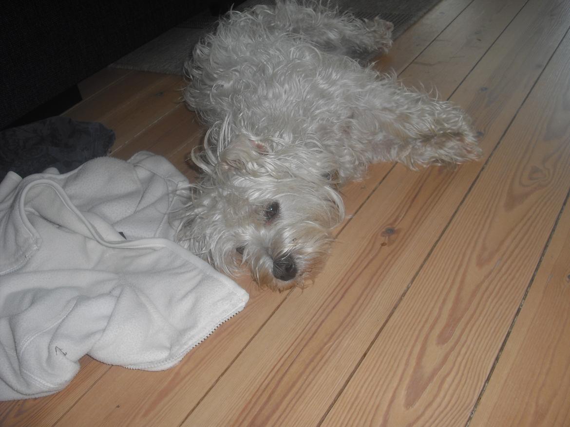 Malteser Jessie billede 6