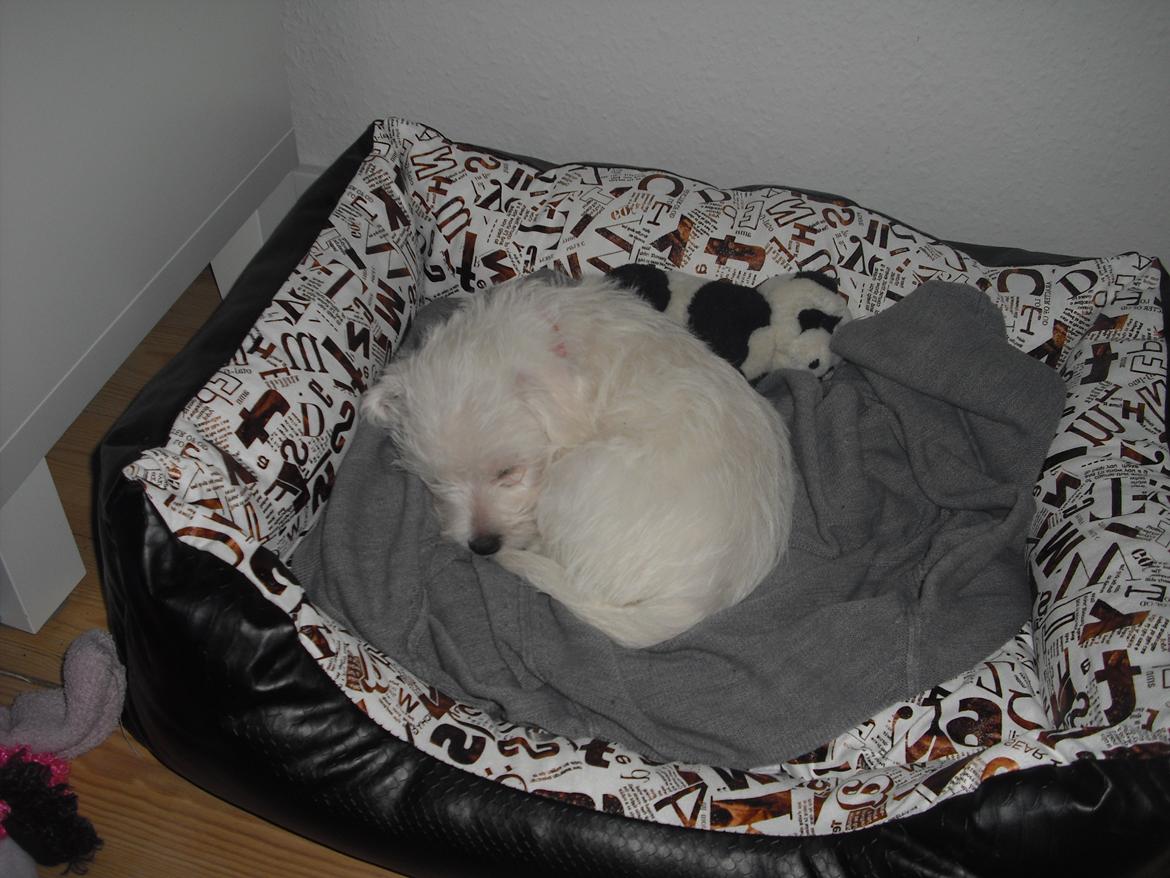 Malteser Jessie billede 7