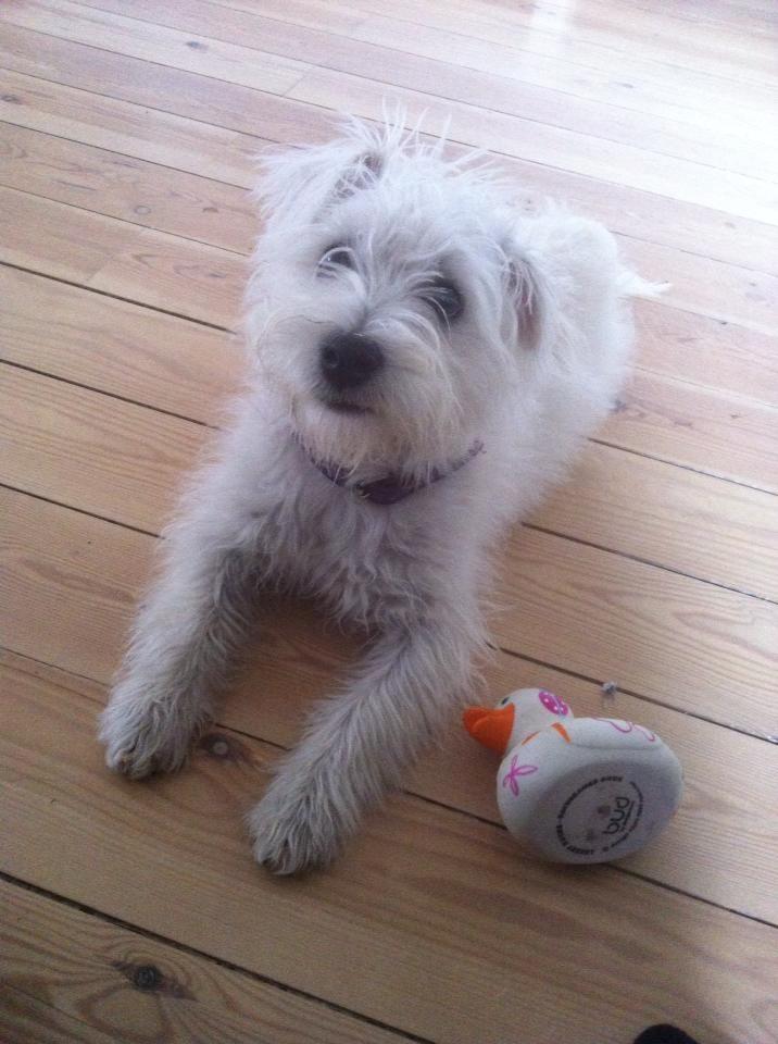 Malteser Jessie billede 18