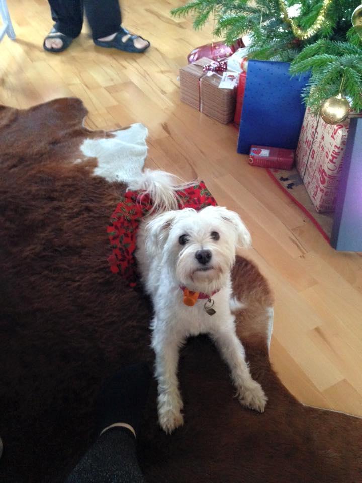 Malteser Jessie billede 1