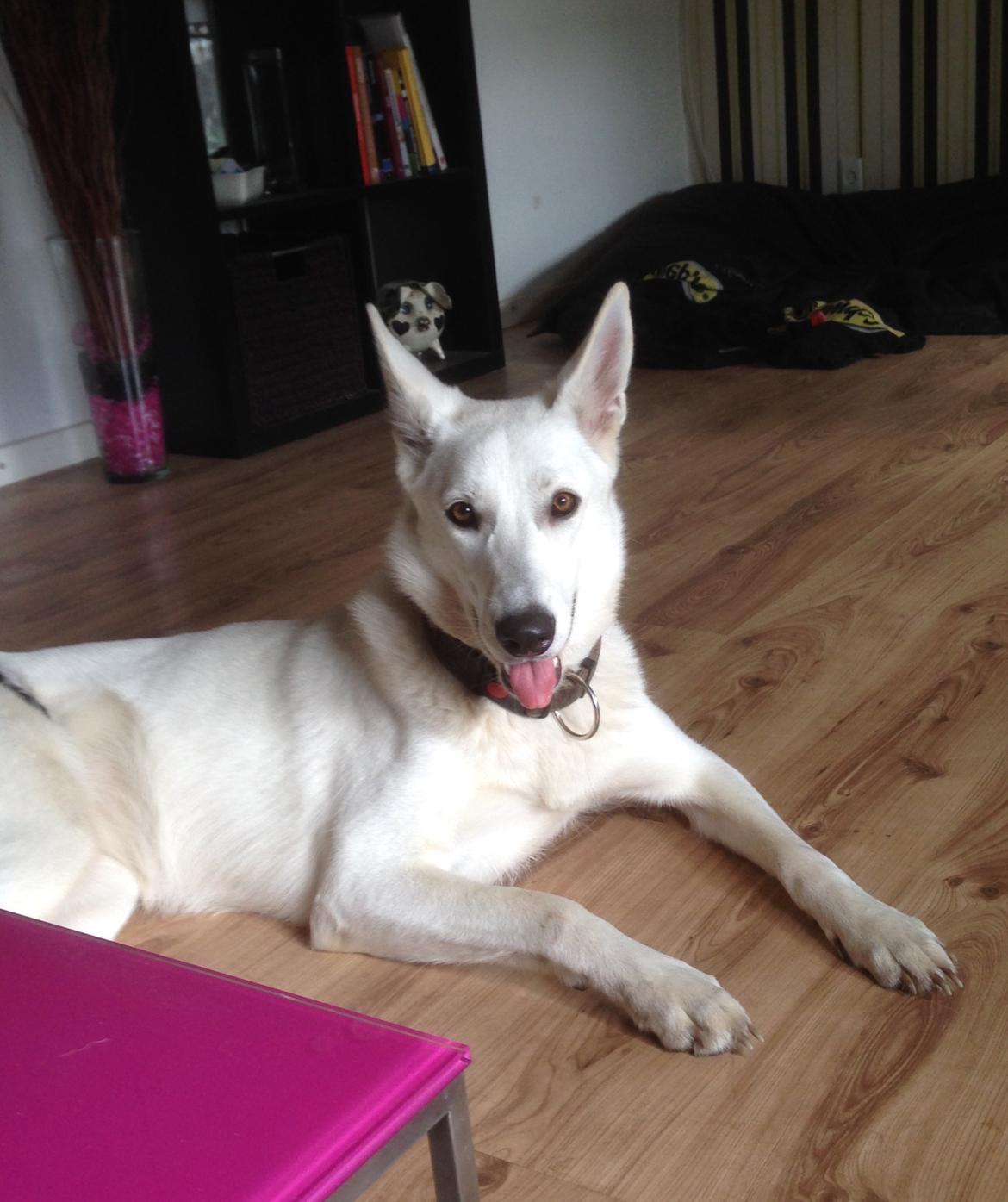 Hvid schæfer Kjaersgaards Emmit - Tanja glad som altid billede 1