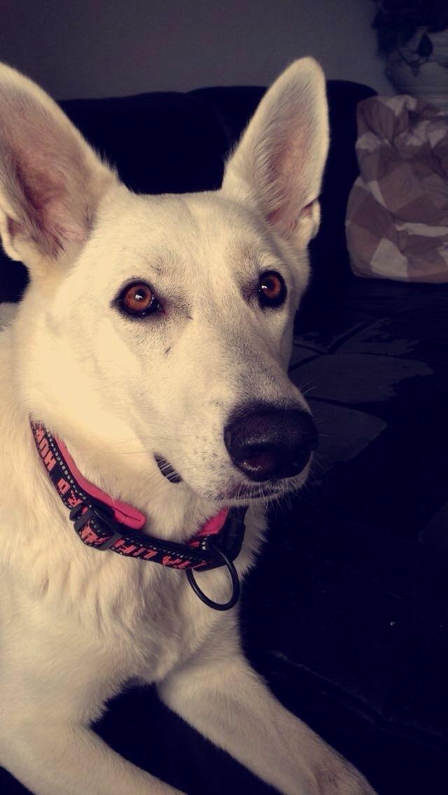 Hvid schæfer Kjaersgaards Emmit billede 2