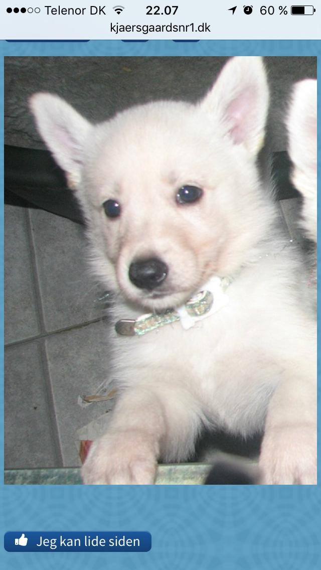 Hvid schæfer Kjaersgaards Emmit billede 3