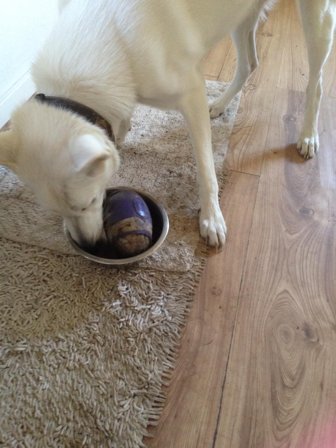 Hvid schæfer Kjaersgaards Emmit - Sådan gemmer vi bolden imens vi spiser billede 4